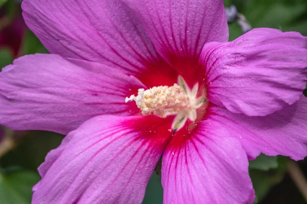 Big pink and red delicate flowers of mallow in bloom with green leaves and buds closeup, summer flowers background, bright and tender. Flowers with pink petals for garden decoration. Nature and botany