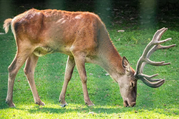 Czerwony Jeleń Dużymi Rogami Wypasa Się Leśnej Polanie Czerwony Jeleń — Zdjęcie stockowe