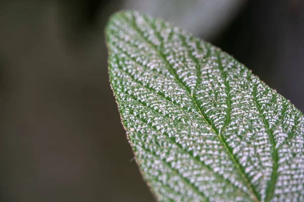 美丽的绿色天鹅绒叶质感 绿叶植物的特写 — 图库照片