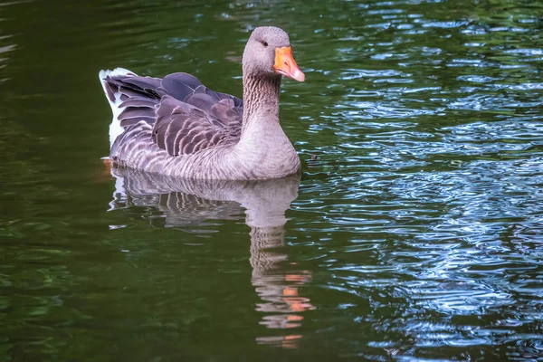 緑の水で湖で野生の灰色のガチョウの泳ぐ アオガチョウアンサーの答えは 水鳥の家族Anatidaeの大きなガチョウの種です — ストック写真