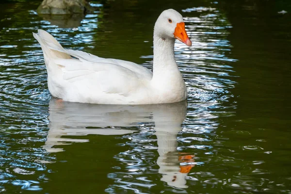 Domesticated Grey Goose Anser Cygnoides Domesticus Swims Lake Green Water — Stock Photo, Image