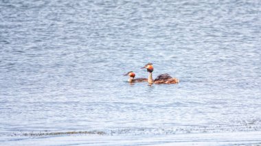 İki Su Kuşu Great Crested Grebes gölde yüzüyor. Büyük ibikli grebe, Podiceps kristali, su kuşları familyasının bir üyesidir..