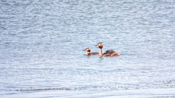 Jeziorze Pływają Dwa Ptaki Wodne Wielki Kruszywo Podiceps Cristatus Jest — Zdjęcie stockowe
