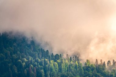 Yoğun bulutların ve sislerin arasına gizlenmiş yeşil yamaçlı yüksek dağ. Bulutlu bir günde dağlarda yoğun sis var. Yoğun siste dağlık bir bölgede mistik bir orman..