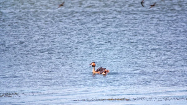 그루의 논병아리 호수에서 수영을 검은머리물떼새는 그레이브 속합니다 — 스톡 사진