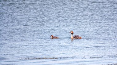 İki Büyük İbikli Yunus gölde yüzüyor. Büyük ibikli grebe, Podiceps kristali, su kuşları familyasının bir üyesidir..