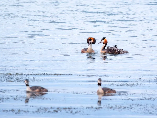 Zwei Atemberaubende Erwachsene Haubentaucher Podiceps Cristatus Schwimmen See Einer Der — Stockfoto