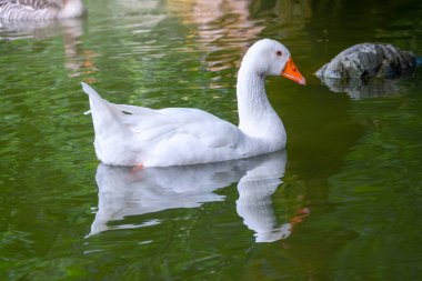 Domesticated grey goose, Anser cygnoides domesticus, swims in a lake with green water. Domesticated grey goose, greylag goose or white goose clipart
