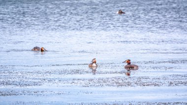 Sakin gölde yüzen üç büyük ibikli yunus. Büyük ibikli grebe, Podiceps kristali, su kuşları familyasının bir üyesidir..