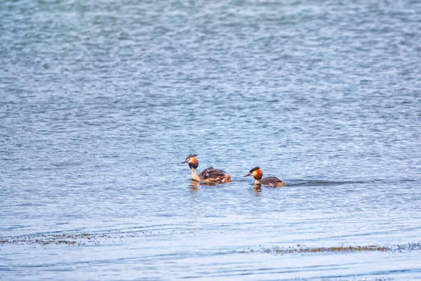 Dos Great Crested Grebes Nadan Lago Gran Grebe Cresta Podiceps — Foto de Stock