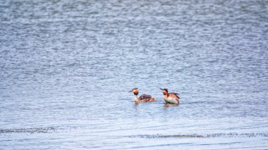 İki su kuşu, Great Crested Grebes gölde yüzer. Büyük ibikli grebe, Podiceps kristali, su kuşları familyasının bir üyesidir..