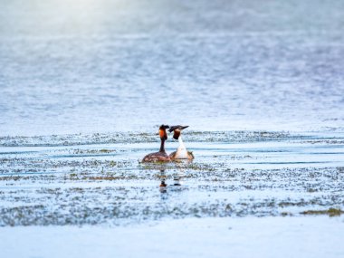 İki su kuşu, Great Crested Grebes gölde yüzer. Büyük ibikli grebe, Podiceps kristali, su kuşları familyasının bir üyesidir..