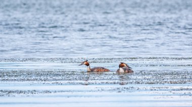 İki su kuşu, Great Crested Grebes gölde yüzer. Büyük ibikli grebe, Podiceps kristali, su kuşları familyasının bir üyesidir..