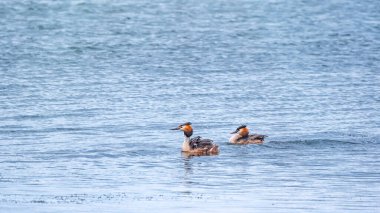İki su kuşu, Great Crested Grebes gölde yüzer. Büyük ibikli grebe, Podiceps kristali, su kuşları familyasının bir üyesidir..