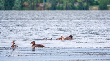 İki çift su kuşu, yavrularla dolu ibikli yaban ördeği, gölde yüzerler. Büyük ibikli grebe, Podiceps kristali, su kuşları familyasının bir üyesidir..