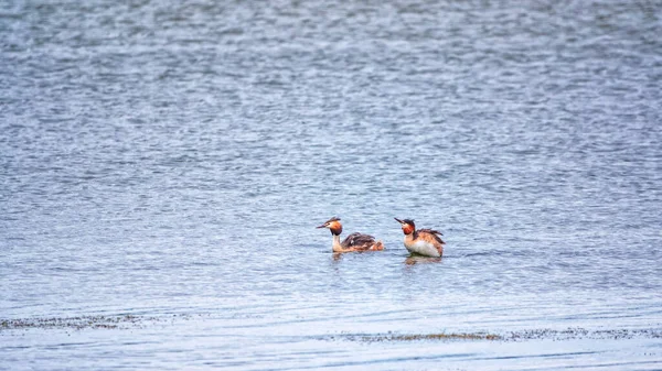 Two waterfowl birds Great Crested Grebes swim in the lake. The great crested grebe, Podiceps cristatus, is a member of the grebe family of water birds.