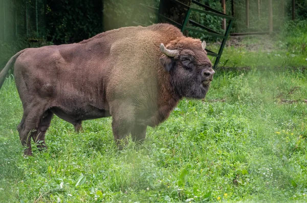 Żubr Europejski Wypasam Się Zielony Pole Wysoki Trawa Ptaszarnia Bison — Zdjęcie stockowe