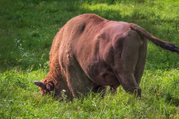 Bisonte Europeu Pastoreia Campo Verde Com Grama Alta Bison Bonasus — Fotografia de Stock