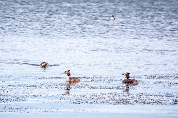 Die Wasservögel Drei Haubentaucher Schwimmen Ruhigen See Der Haubentaucher Podiceps — Stockfoto