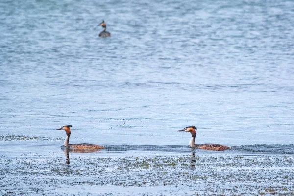 Kuşu Great Crested Grebes Gölde Yüzer Büyük Ibikli Grebe Podiceps — Stok fotoğraf