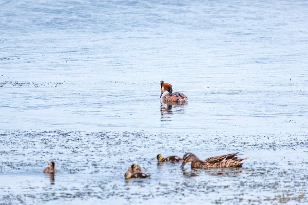 Diversi Uccelli Acquatici Grande Grebe Crestato Anatre Nuotare Nel Lago — Foto Stock