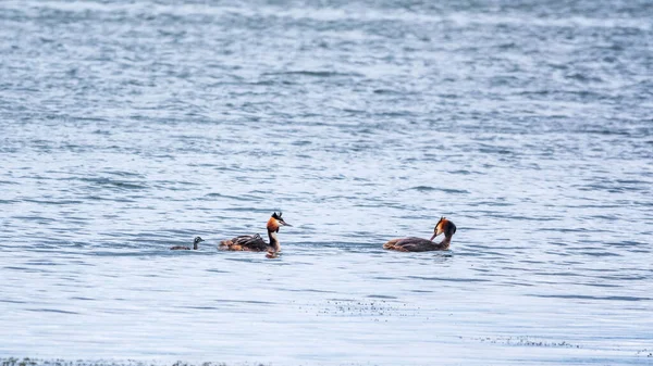 A pair of waterfowl birds, great crested grebe with chicks, swimming in the lake. The great crested grebe, Podiceps cristatus, is a member of the grebe family of water birds.