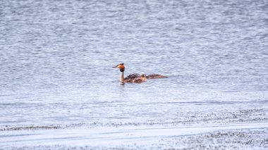İki su kuşu, Great Crested Grebes gölde yüzer. Büyük ibikli grebe, Podiceps kristali, su kuşları familyasının bir üyesidir..
