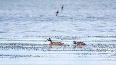 İki su kuşu, Great Crested Grebes gölde yüzer. Büyük ibikli grebe, Podiceps kristali, su kuşları familyasının bir üyesidir..