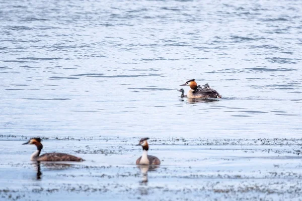 Der Wasservogel Haubentaucher Schwimmt See Und Seine Niedlichen Babys Reiten — Stockfoto