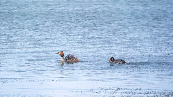 Two waterfowl birds Great Crested Grebes swim in the lake. The great crested grebe, Podiceps cristatus, is a member of the grebe family of water birds.