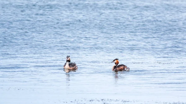 Zwei Wasservögel Haubentaucher Schwimmen See Der Haubentaucher Podiceps Cristatus Gehört — Stockfoto