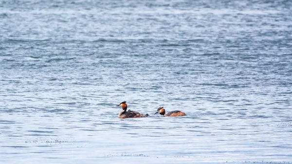 Par Aves Acuáticas Gran Grebe Cresta Con Polluelos Nadando Lago — Foto de Stock