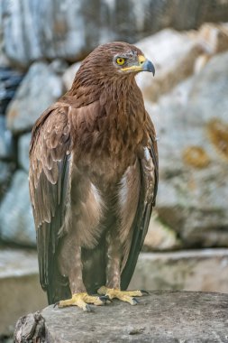 Yırtıcı kuş, Steppe Eagle gururla kuşhanede oturur ve yakından bakar. Aquila nipalensis