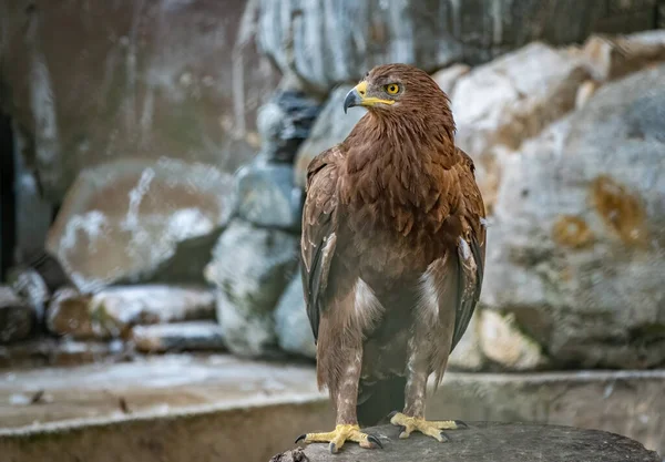 Drapieżny Ptak Steppe Eagle Dumą Siedzi Ptaszarni Przygląda Się Uważnie — Zdjęcie stockowe