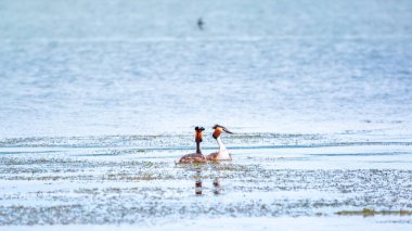 İki su kuşu, Great Crested Grebes gölde yüzer. Büyük ibikli grebe, Podiceps kristali, su kuşları familyasının bir üyesidir..