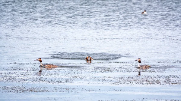 Die Wasservögel Drei Haubentaucher Schwimmen Ruhigen See Der Haubentaucher Podiceps — Stockfoto