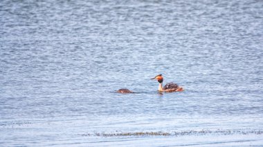 Su kuşu Great Crested Grebe sakin gölde yüzüyor. Büyük ibikli grebe, Podiceps kristali, su kuşları familyasının bir üyesidir..