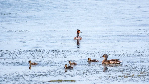 See Schwimmen Mehrere Wasservögel Haubentaucher Und Enten Der Haubentaucher Podiceps — Stockfoto