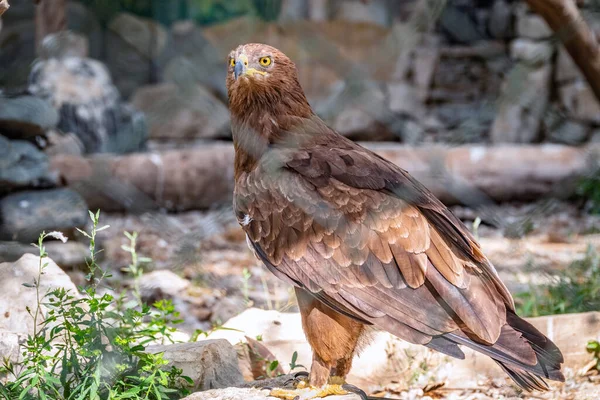 Drapieżny Ptak Steppe Eagle Dumą Siedzi Ptaszarni Przygląda Się Uważnie — Zdjęcie stockowe