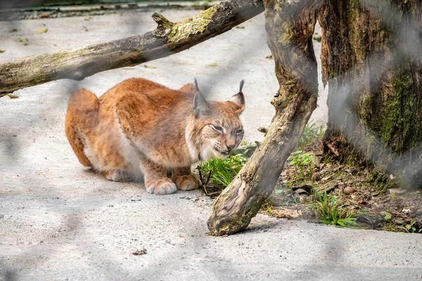 ユーラシア リンクスは空所に眠っている ユーラシア リンクスだ リンクス リンクス Lynx Lynx ヨーロッパから中央アジア シベリアで発生する中規模の野生の猫 — ストック写真