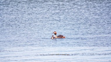 İki su kuşu, Great Crested Grebes gölde yüzer. Büyük ibikli grebe, Podiceps kristali, su kuşları familyasının bir üyesidir..