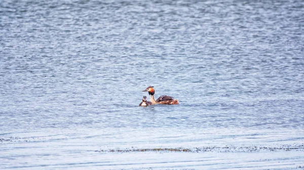 İki su kuşu, Great Crested Grebes gölde yüzer. Büyük ibikli grebe, Podiceps kristali, su kuşları familyasının bir üyesidir..