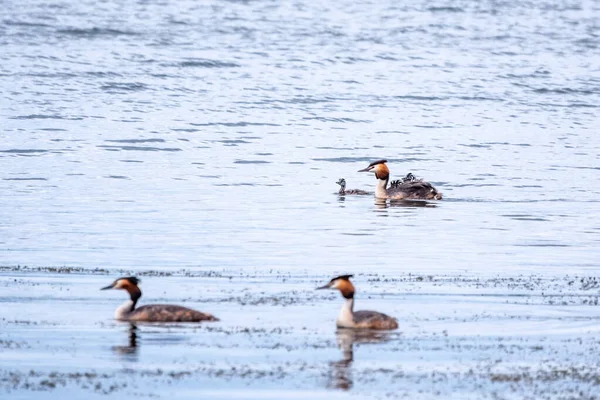 Der Wasservogel Haubentaucher Schwimmt See Und Seine Niedlichen Babys Reiten — Stockfoto