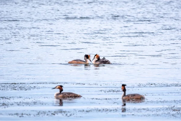 거같은 다리큰 그레이브 마리가 징그러운 소리가 호수에서 수영하고 부모중 귀여운 — 스톡 사진