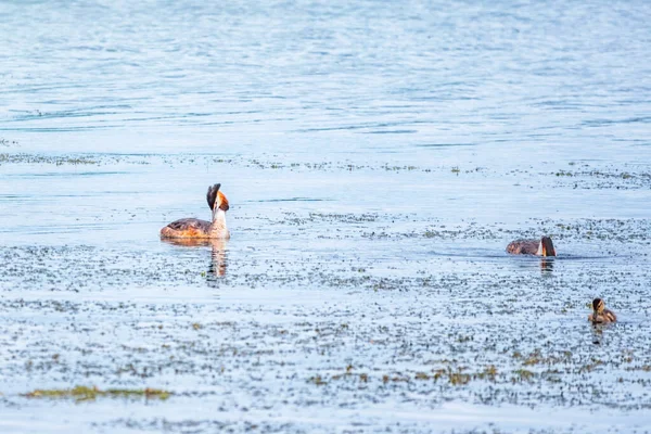 Plusieurs Oiseaux Aquatiques Grand Grèbe Crête Les Canards Nagent Dans — Photo
