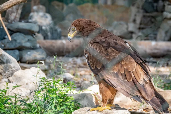 Drapieżny Ptak Steppe Eagle Dumą Siedzi Ptaszarni Przygląda Się Uważnie — Zdjęcie stockowe