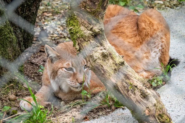 ユーラシア リンクスは空所に眠っている ユーラシア リンクスだ リンクス リンクス Lynx Lynx ヨーロッパから中央アジア シベリアで発生する中規模の野生の猫 — ストック写真