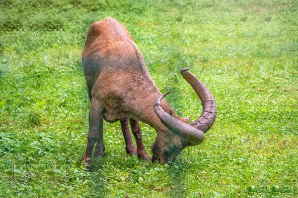 West Kaukasische Tur Met Grote Hoorns Staat Grazen Een Groen — Stockfoto