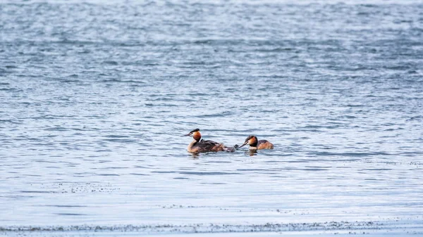 Par Aves Acuáticas Gran Grebe Cresta Con Polluelos Nadando Lago — Foto de Stock