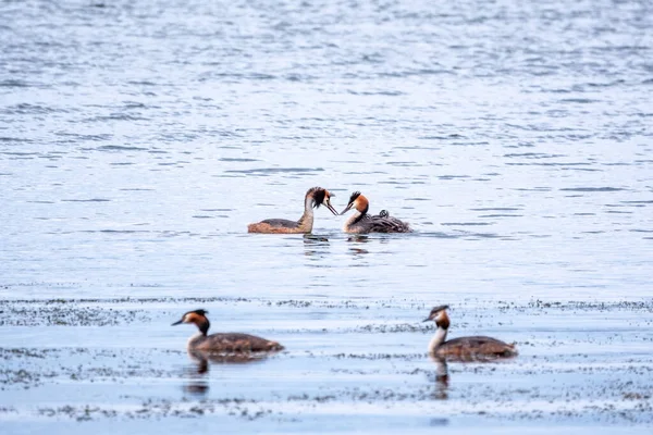 湖で泳いでいる彼らのかわいい赤ちゃんを背中に乗っている両親の一人 — ストック写真